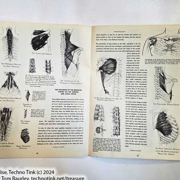 Anatomy by Walter T Foster: Anatomy for Teachers and Students - Picture 7 of 10
